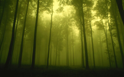 The Business Architect Must See the Forest for the Trees